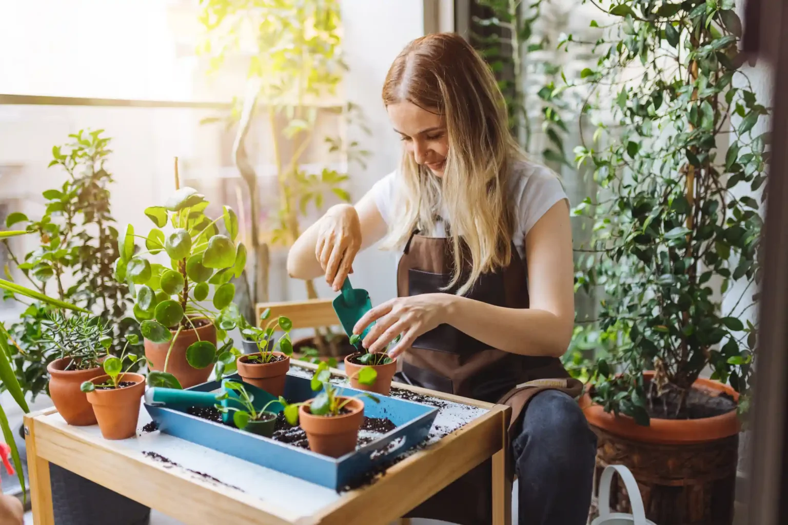 How Air Plants Improve Indoor Air Quality and Bring Calm to Your Home